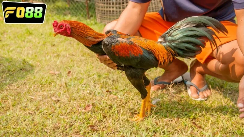 Lợi ích nhận được từ việc tham gia vào chơi đá gà ăn tiền FO88