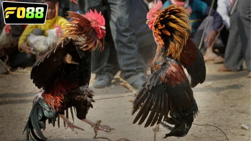 Một số mẹo để giành được chiến thắng lớn trong đá gà cựa dao FO88