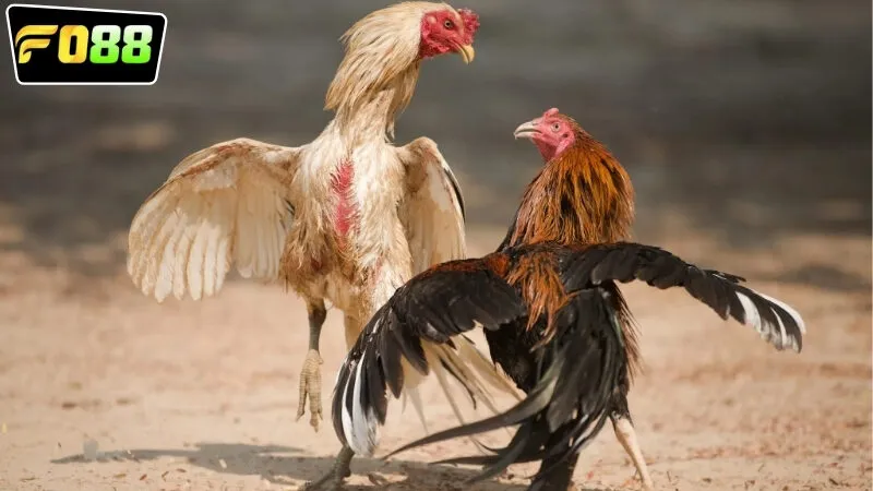 Các loại đá gà online FO88