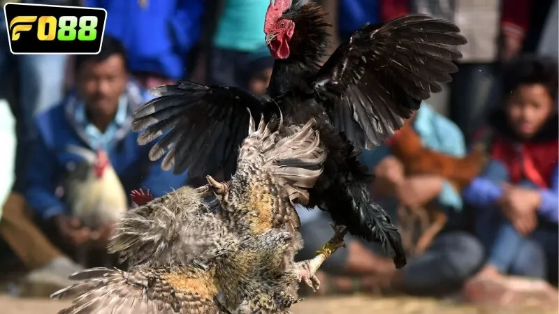 Tại sao chọn đá gà trực tuyến FO88 hôm nay để tham gia cá cược?